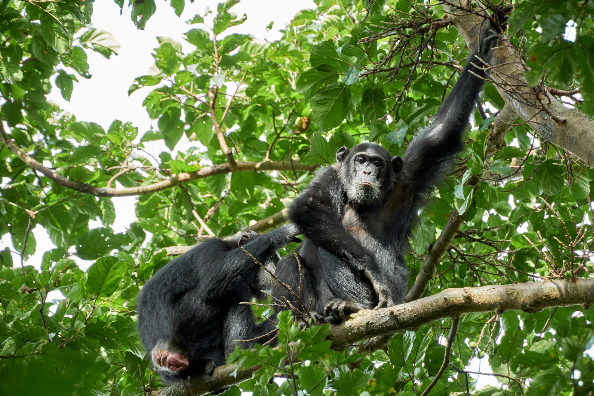 Chimpanzee in western Uganda forest habitat